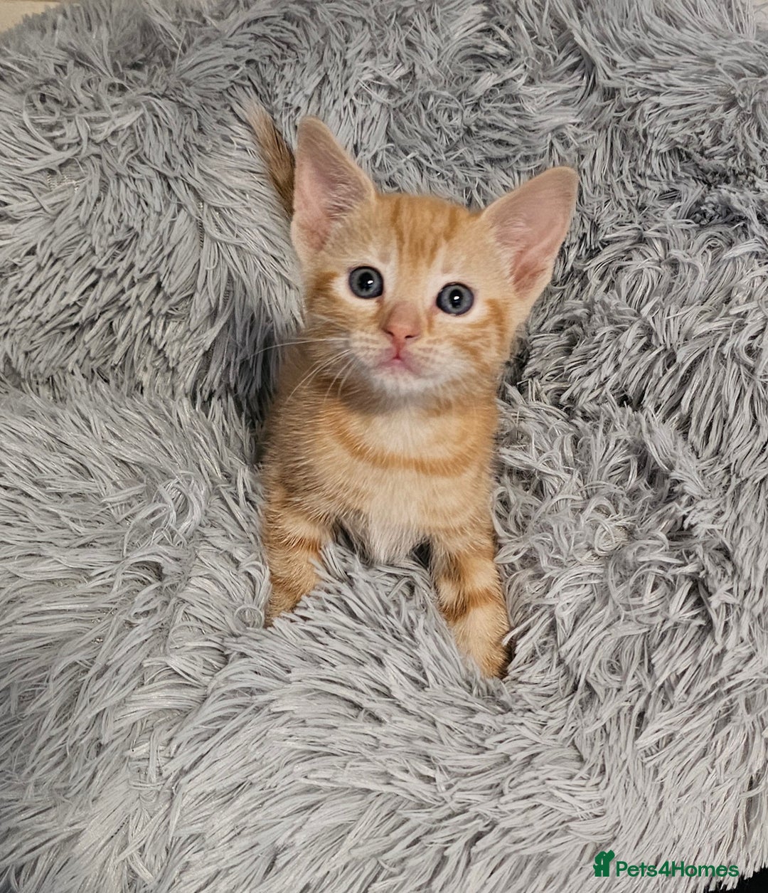 Maine Coon cats for sale: Kittens mix breed ready now  - Advert 6