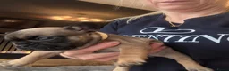 French Bulldog dogs for sale:  🐾 STUNNING KC REG FRENCH BULLDOG PUPPIES  in Livingston - Advert 27