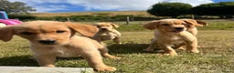 Goldador dogs for sale: Beautiful Goldador Puppies - Advert 28