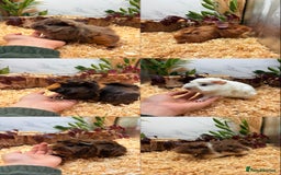 Guinea Pig rodents for sale: ✨Baby Guinea Pigs Available Girls ✨💗 - Image 1