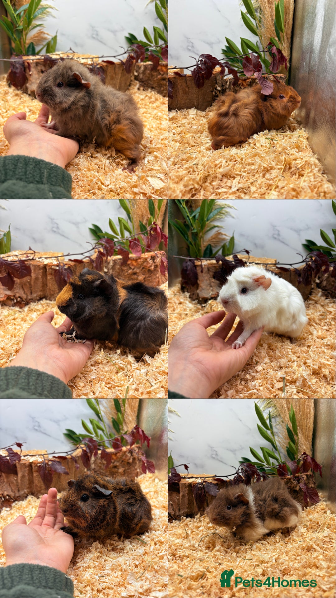 Guinea Pig rodents for sale: ✨Baby Guinea Pigs Available Girls ✨💗 - Image 1
