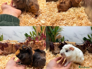 Guinea Pig rodents - Advert 25