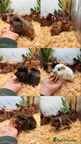 Guinea Pig rodents - Advert 2