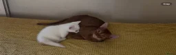 Abyssinian cats for sale: Really sweet temperament  - Advert 8