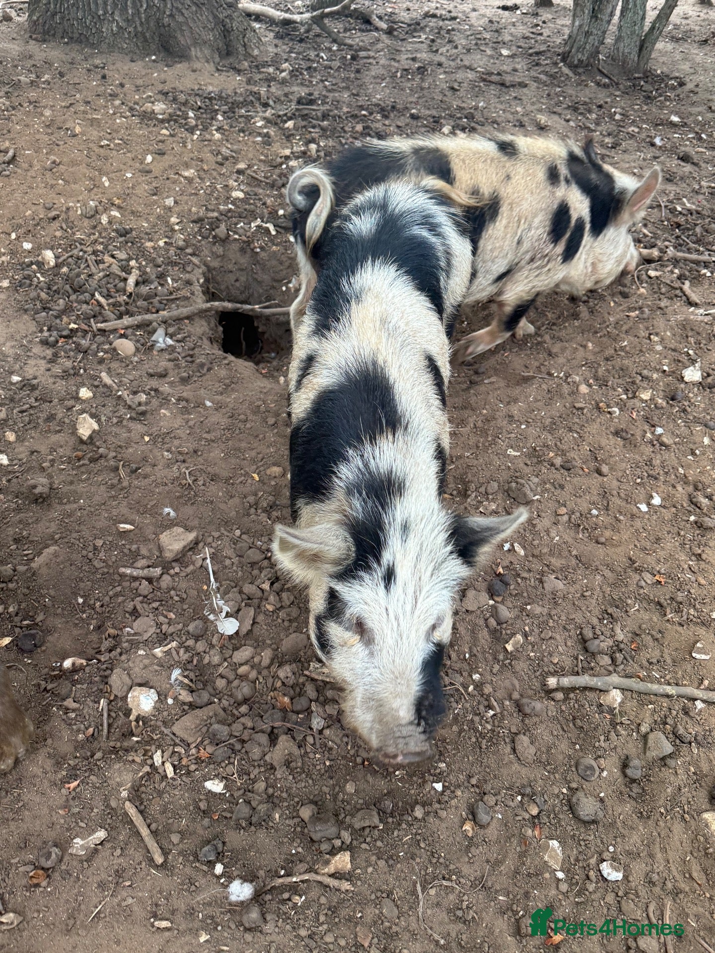 Pig livestock Kunekune boars & a barrow for sale  - Advert 2