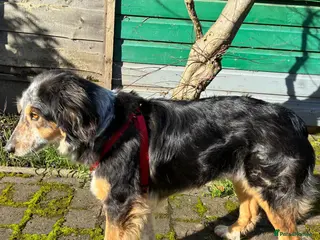 Mixed Breed dogs IRIS, a gentle dog of quiet nature - Advert 5