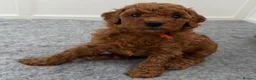 Toy Poodle dogs for sale: Deep red Toy Poodle puppies 🐶 in Exeter - Advert 12