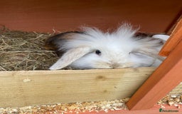 Mini Lion Lop rabbits for sale: Baby male rabbits ready now  - Image 12