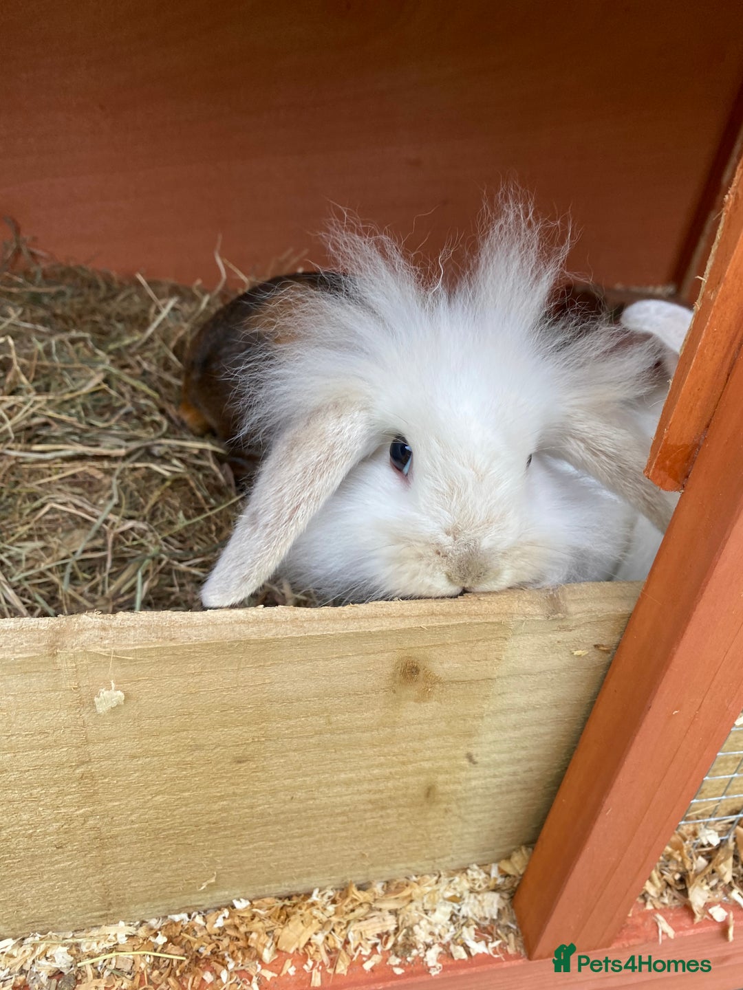 Mini Lion Lop rabbits for sale: Baby male rabbits ready now  - Image 12