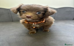 Chipoo dogs for sale: Stunning Chipoo Pups DNA Health Tested - Image 25