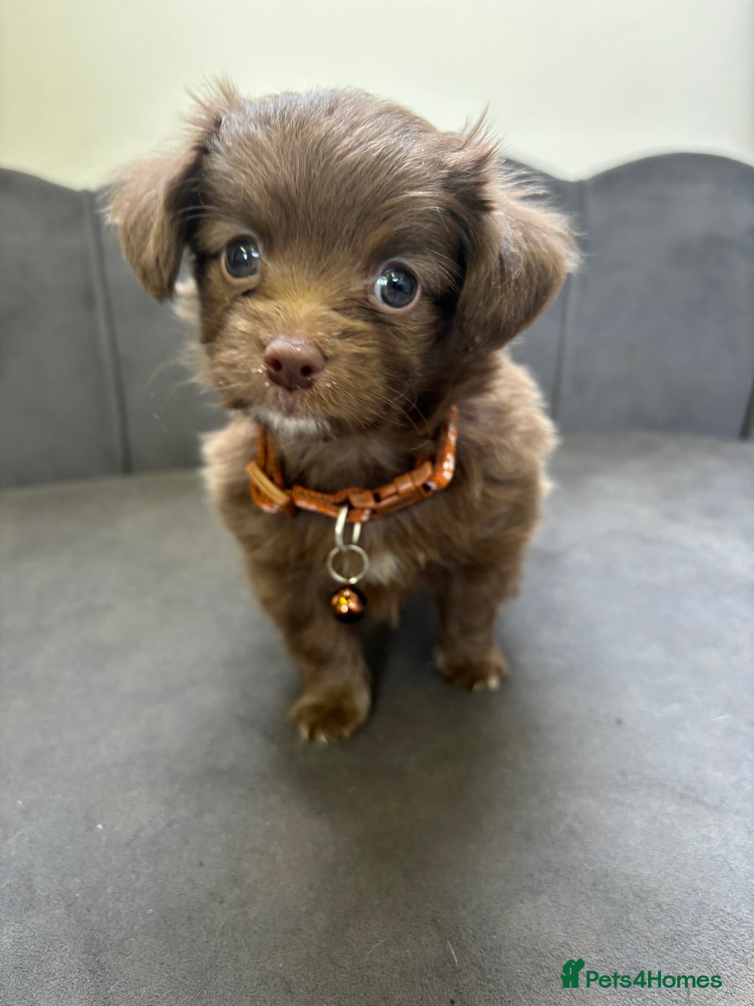 Chipoo dogs for sale: Stunning Chipoo Pups DNA Health Tested - Image 25