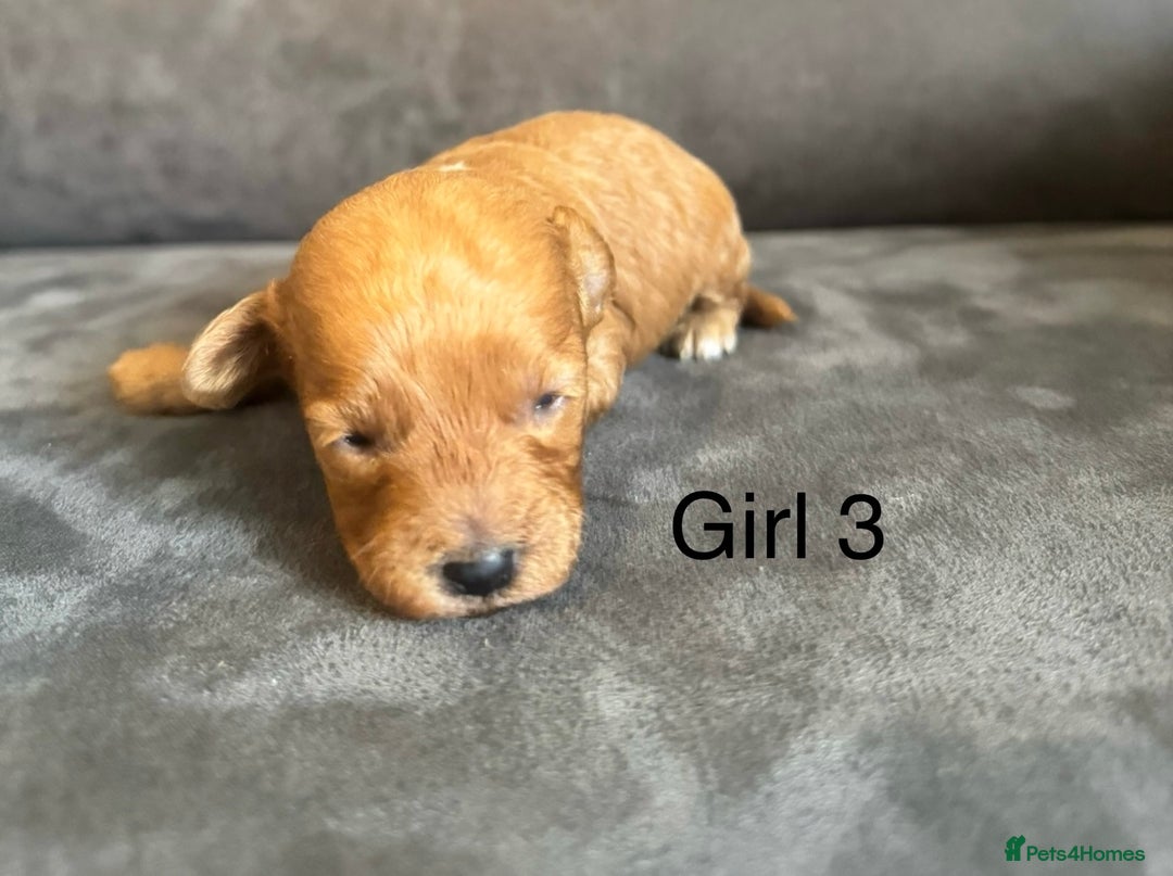 Miniature Poodle dogs for sale: Stunning miniature poodles available - Image 19