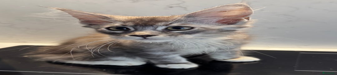 Maine Coon Kitten 7
