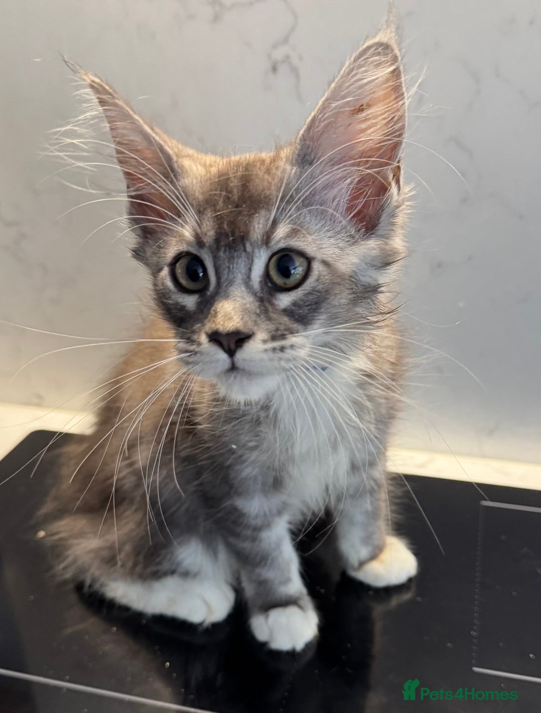 Maine Coon cats for sale: Beautiful Mainecoon kittens ready to leave home  - Image 20