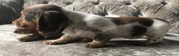 Miniature Dachshund dogs for sale: Miniature long haired dachshund READY NOW - Advert 7