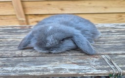 Mini Lop rabbits for sale: Baby mini lops - Image 7