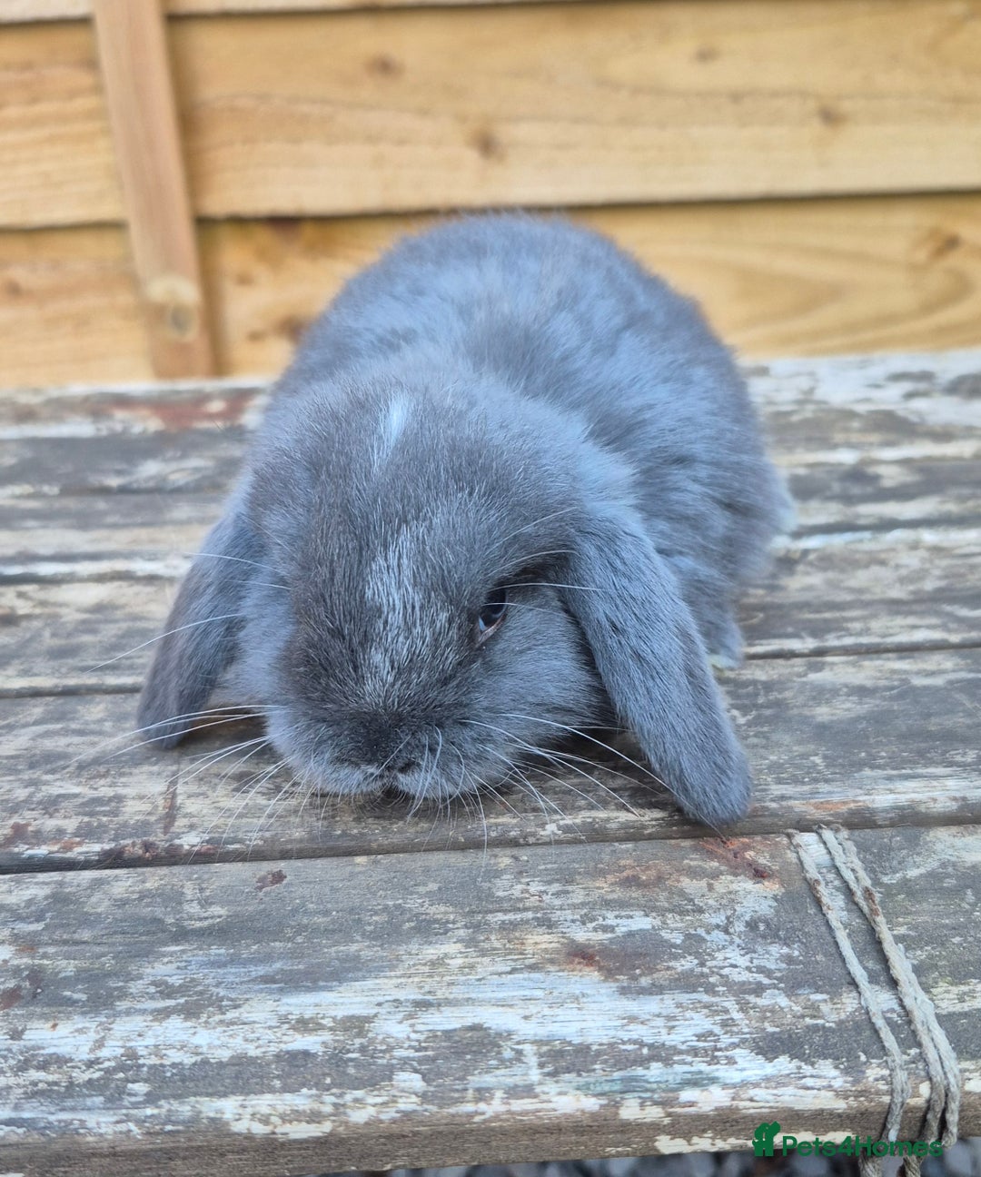 Mini Lop rabbits for sale: Baby mini lops - Image 7