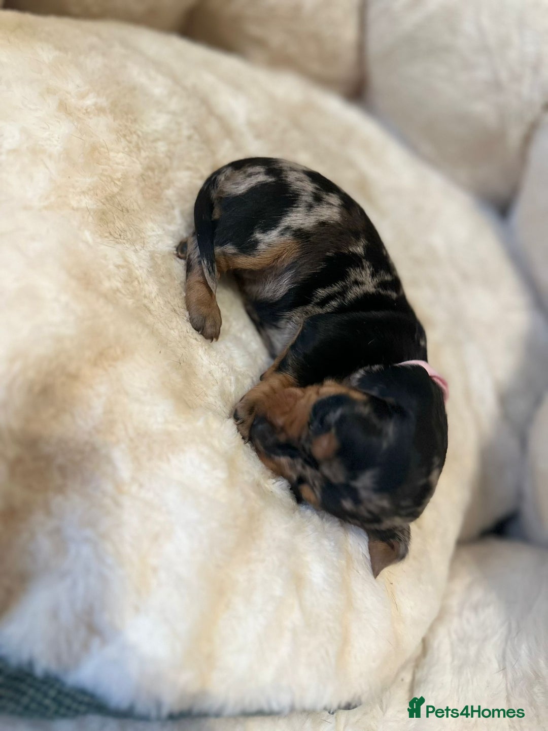Miniature Dachshund dogs for sale: Miniature Dachshund Puppies - Advert 8