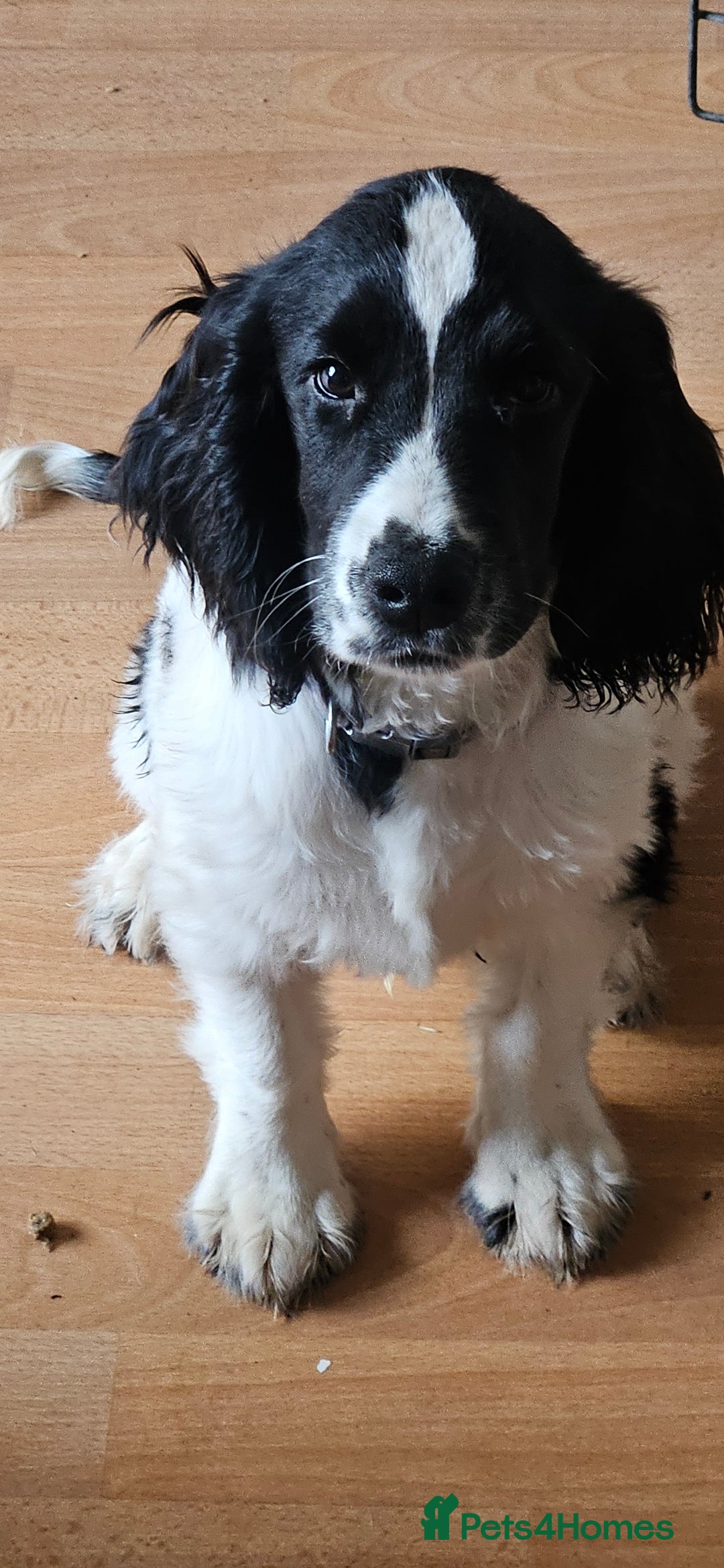 Cocker Spaniel dogs for sale: Show cocker pups - Image 6