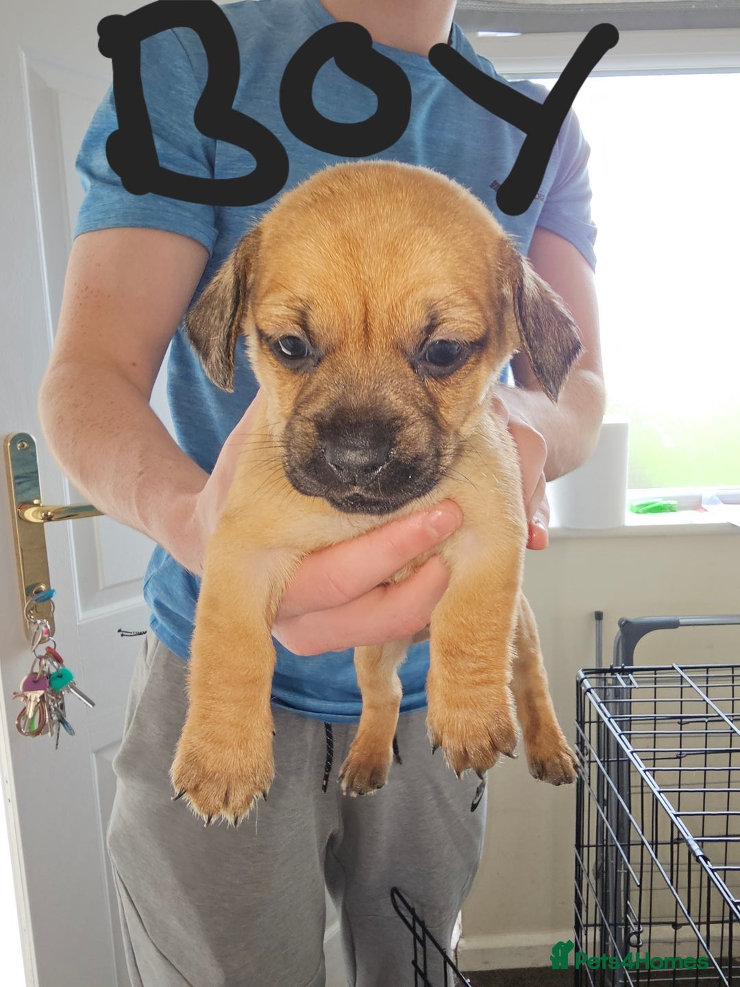 Mixed Breed dogs for sale: dachshund x pug puppy's 8 weeks old  - Image 4