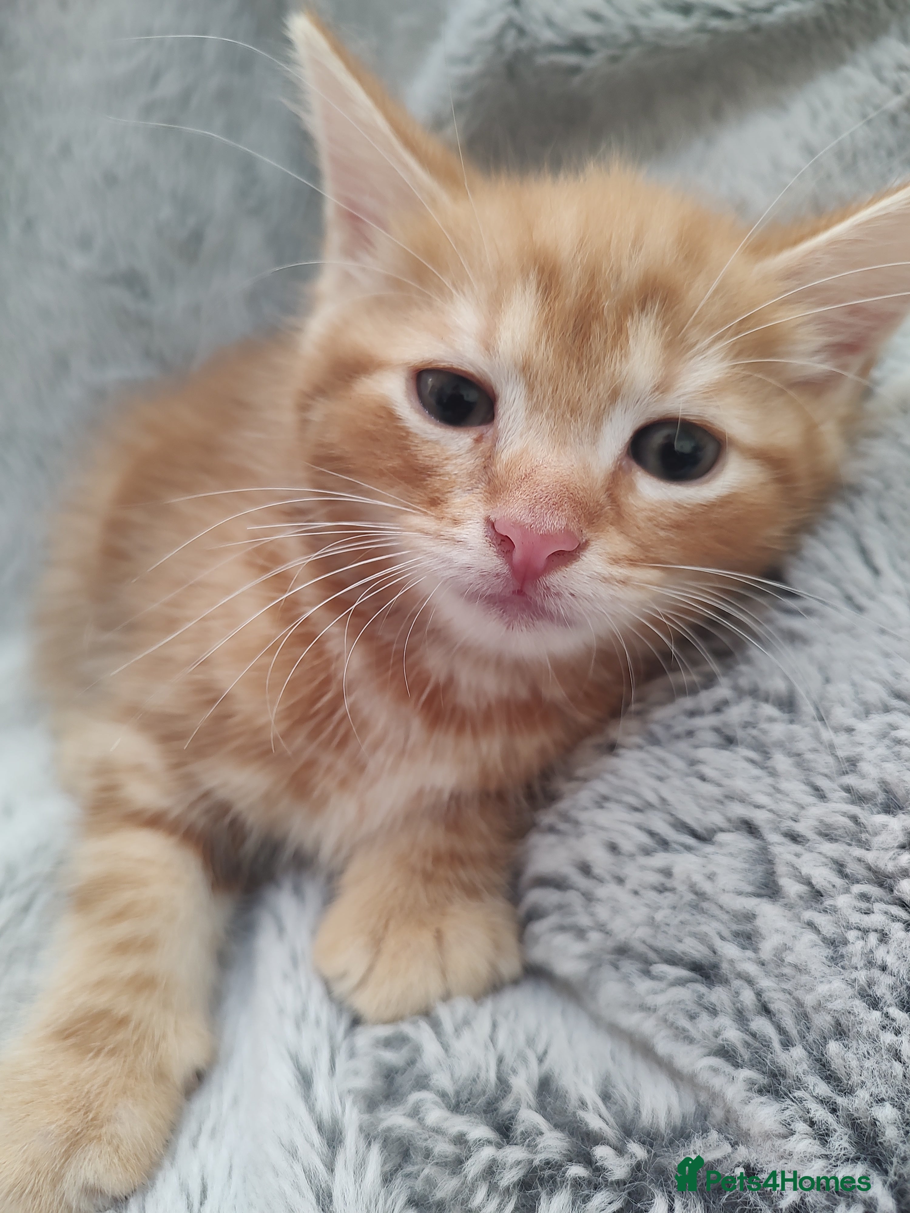 Mixed Breed cats Beautiful 2 litters of kittens available - Advert 2