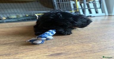 Mixed Breed dogs Beautiful havapoo’s READY TO GO 1 boy left - Advert 13