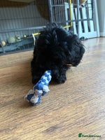 Mixed Breed dogs Beautiful havapoo’s READY TO GO 1 boy left - Advert 8