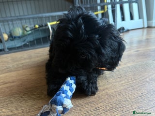 Mixed Breed dogs Beautiful havapoo’s READY TO GO 1 boy left - Advert 3