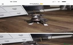 Whippet dogs for sale: Whippet pups  - Image 1