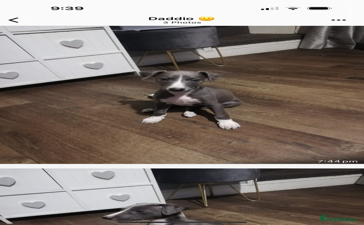 Whippet dogs - Advert 5