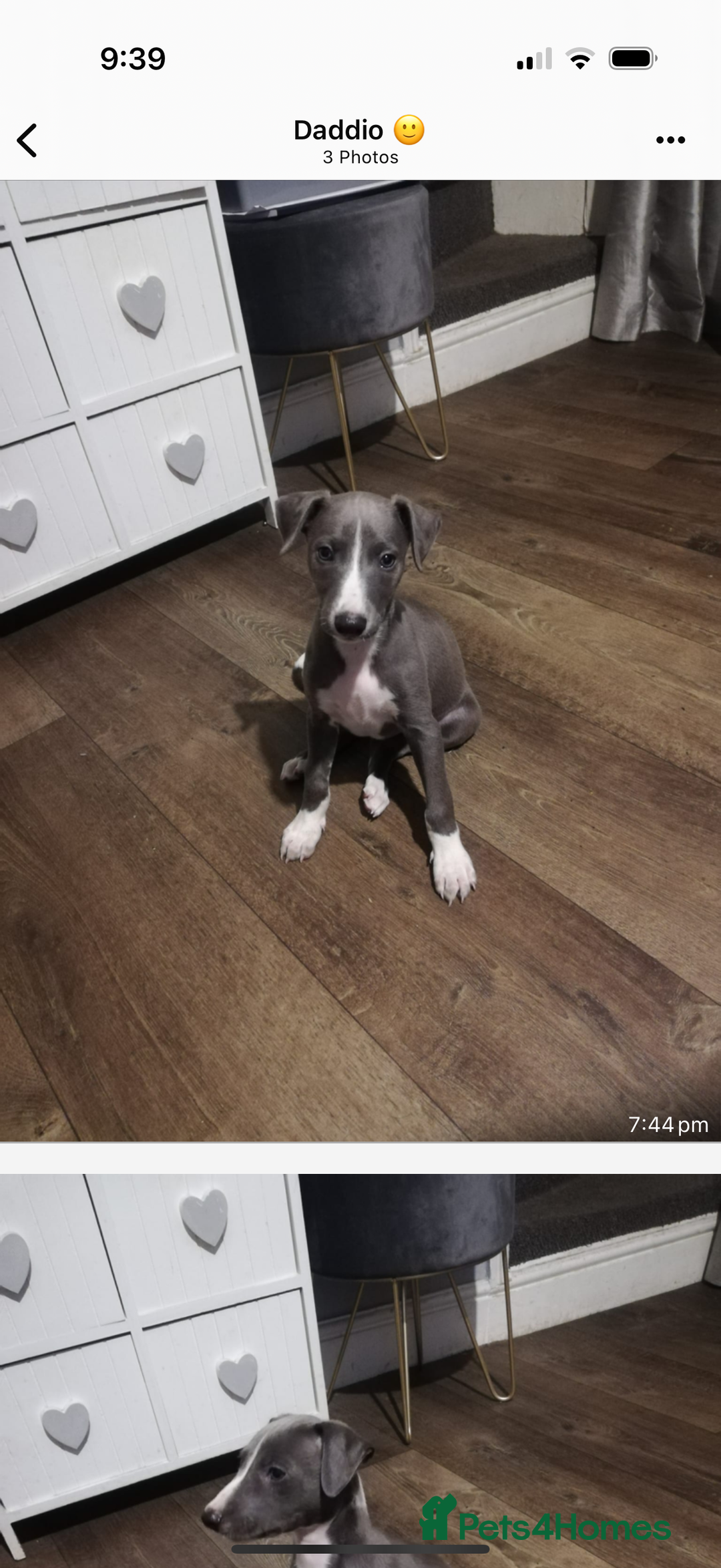 Whippet dogs for sale: Whippet pups  - Image 1