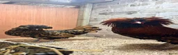 Chickens poultry for sale: Polish chickens available  - Advert 5