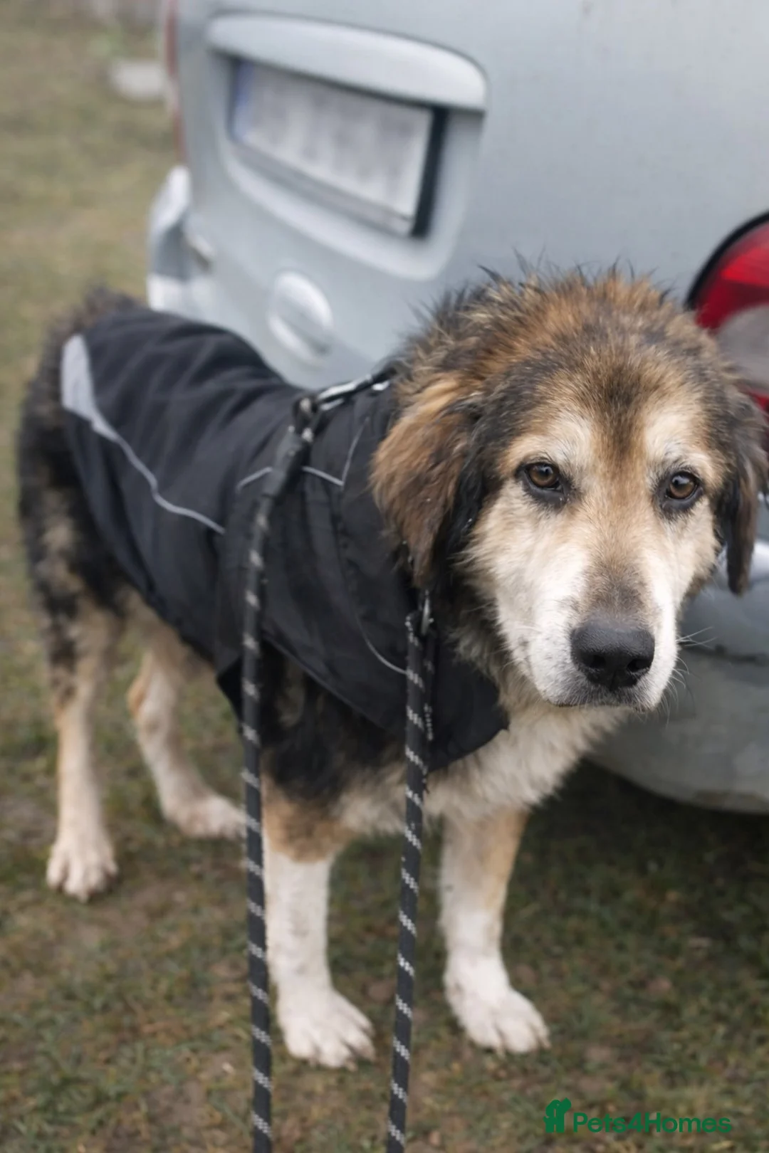 Mixed Breed dogs for adoption: 🐾 ADAM – a Lovely boy for a Loving Home🐾 - Advert 2