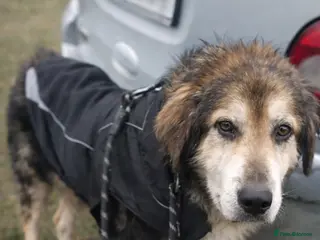 Mixed Breed dogs 🐾 ADAM – a Lovely boy for a Loving Home🐾 - Advert 9