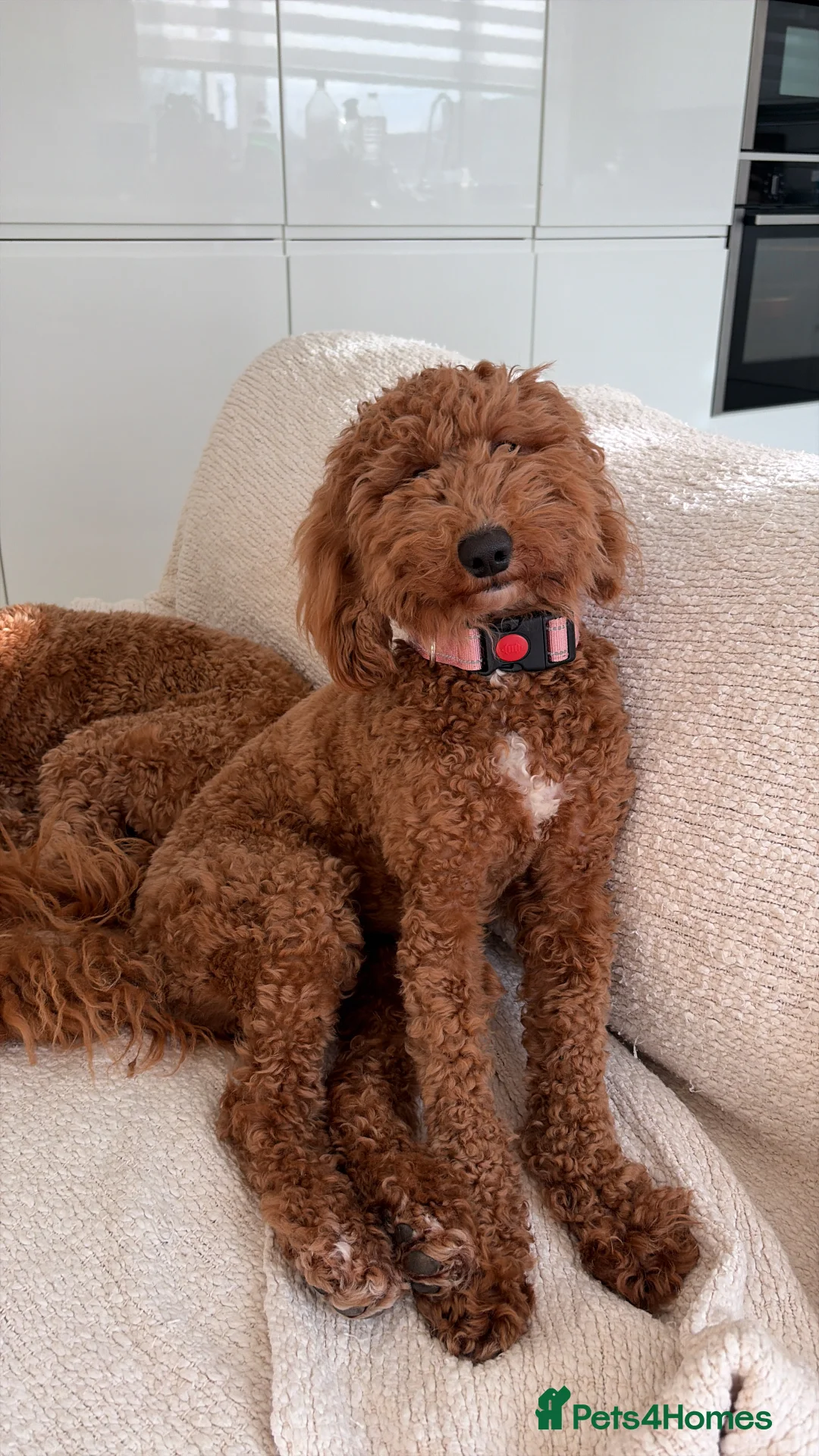 Cockapoo dogs for sale: Two Cockapoo (9 month)  - Advert 2