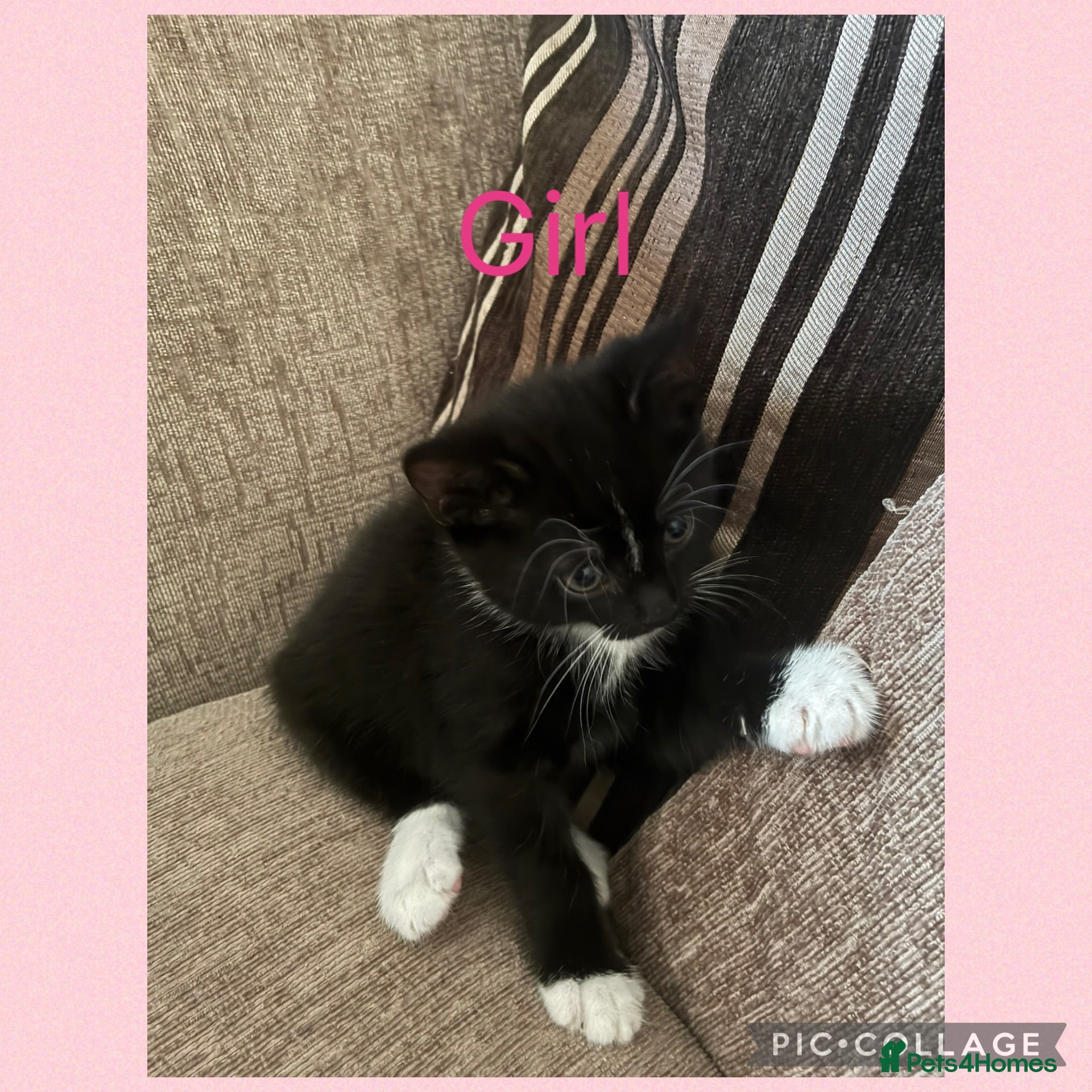 Mixed Breed cats 1 male 1 female  - Advert 7