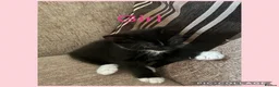 Mixed Breed cats for sale: 1 male 1 female  - Advert 1