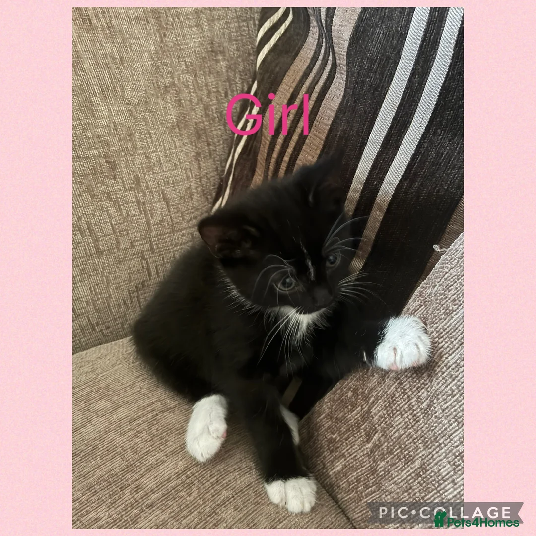 Mixed Breed cats for sale: 1 male 1 female  - Advert 1