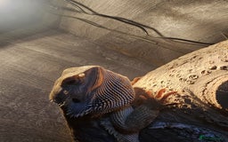 Dragon reptiles for sale: Female Leatherback Bearded Dragon - Image 9