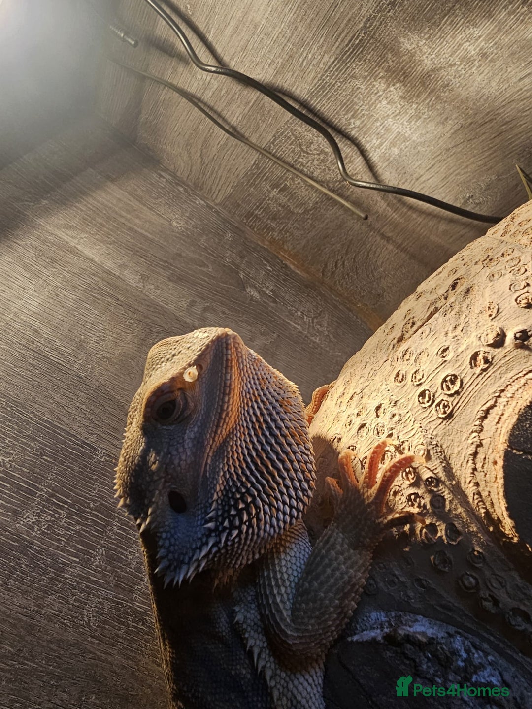 Dragon reptiles for sale: Female Leatherback Bearded Dragon - Image 9