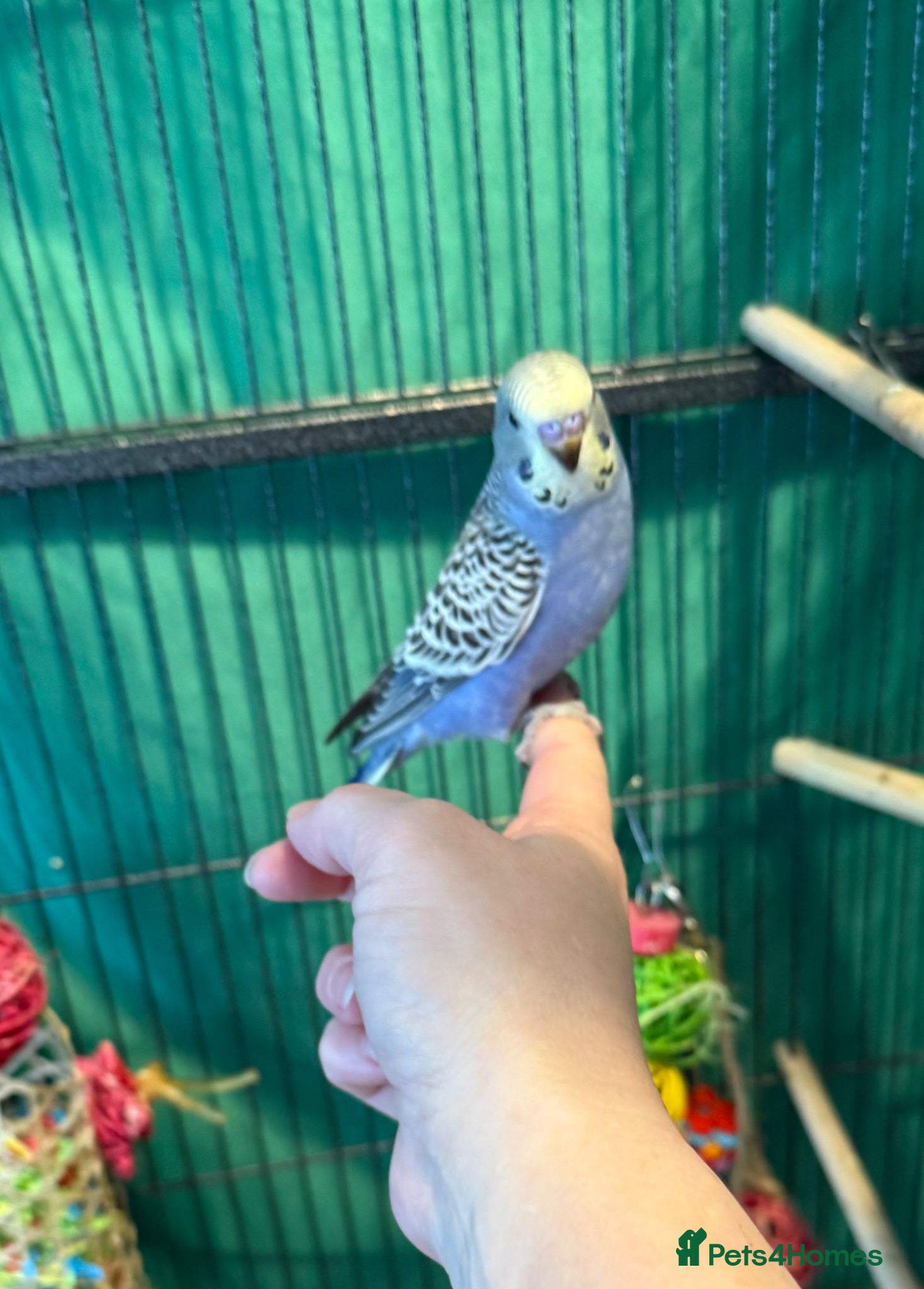 Budgerigars birds Beautiful young lilac male 8 weeks old   - Advert 8