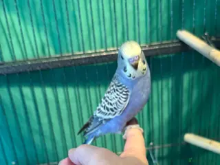 Budgerigars birds Beautiful young lilac male 8 weeks old - Advert 8