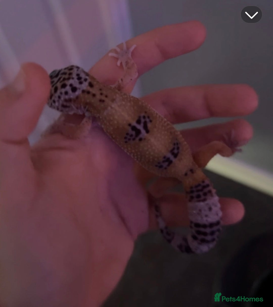 Leopard Gecko reptiles for sale: leapard gecko - Image 3