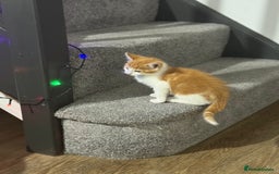 Mixed Breed cats for sale: Mixed breed Kittens  - Image 4