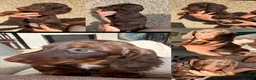 Miniature Dachshund dogs for sale: Two beautiful long haired daschunds ready now!  - Advert 3