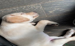 Labrador Retriever dogs for sale: Gorgeous Labrador puppy - Image 6