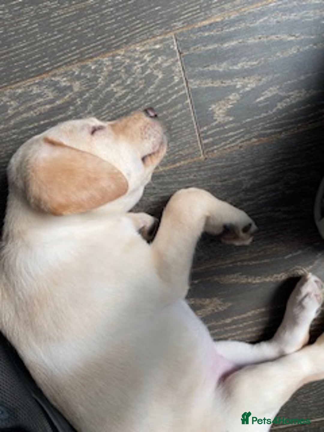 Labrador Retriever dogs for sale: Gorgeous Labrador puppy - Image 6