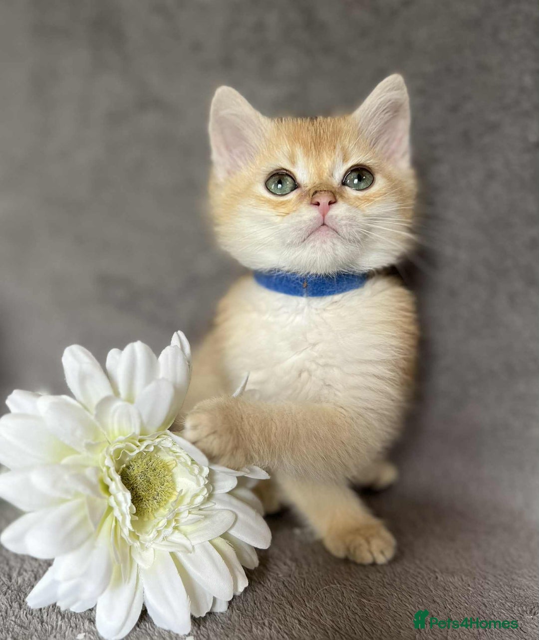 British Shorthair cats for sale: Beautiful British Shorthair kittens 🫶 - Image 10