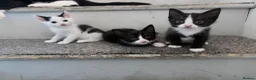 Mixed Breed cats for sale: 3 beautiful kittens  - Advert 9