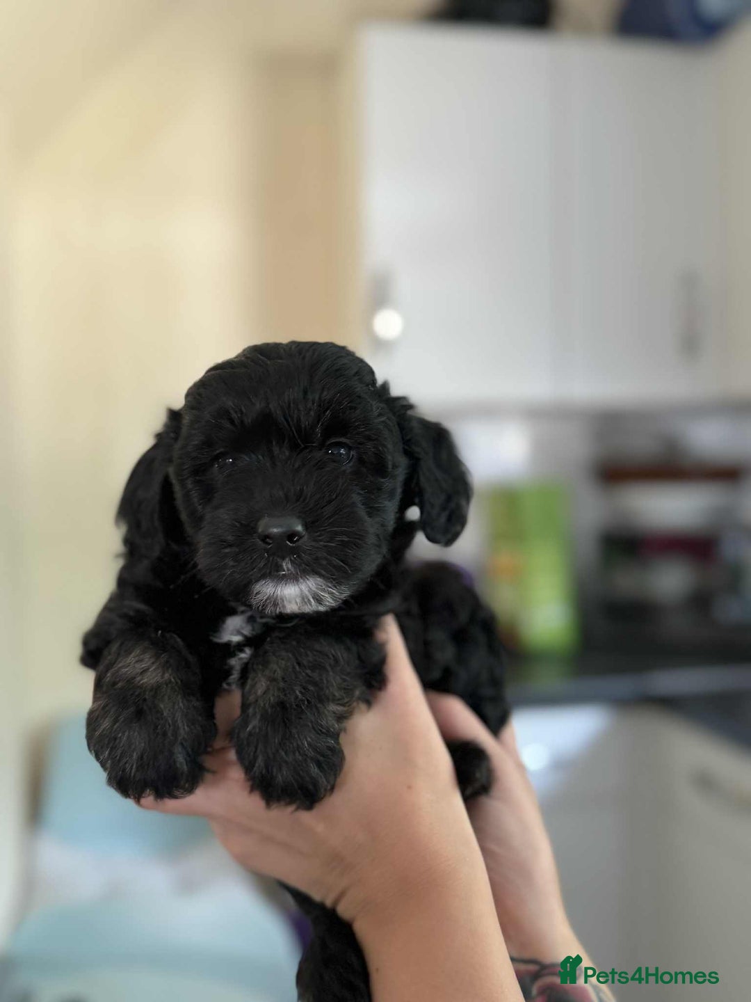 Sheepadoodle dogs for sale: F1b mini sheepadoodles - Image 31